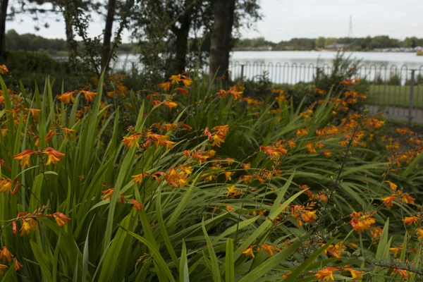 Beautiful orange Crocosmia (Columbus) flowers — Stock Photo, Image