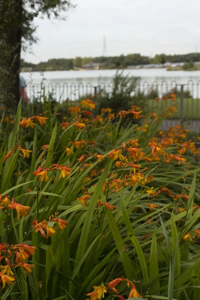 Hermosa naranja Crocosmia (Colón) flores — Foto de Stock