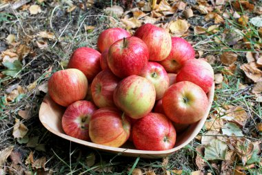 yerde bir kasede olgun elma.