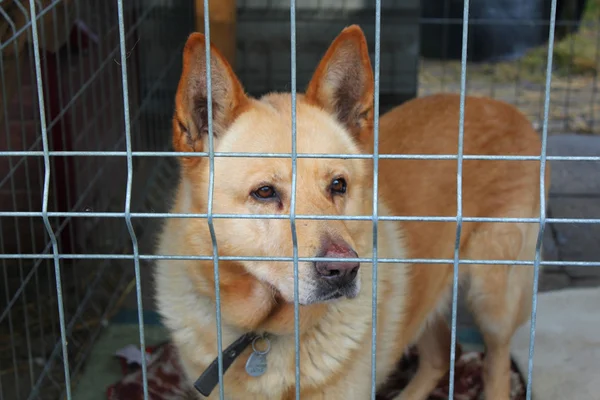 Cão no abrigo de animais Imagem De Stock