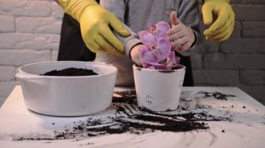 Baba ve küçük oğlu, kovid salgını sırasında evde bir saksının içine bir orkide çiçeği diktiler. Bahar zamanı ailenle birlikte evde kal..