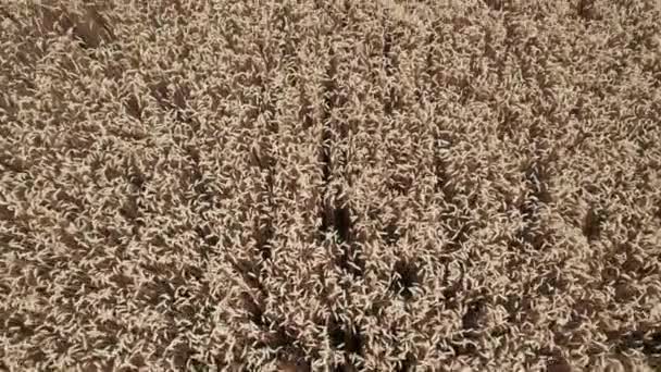 ドローンは黄色の農業用小麦畑を飛び越える。美しい夏の風景. — ストック動画
