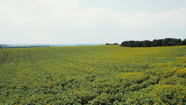 Bellissimo paesaggio del campo in estate con girasoli. — Video Stock