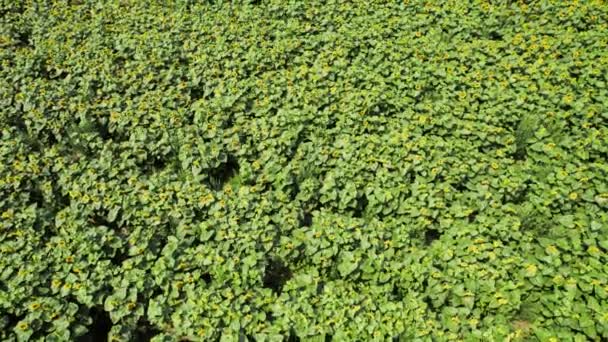 Field of sunflowers. Aerial view of agricultural fields flowering oilseed. — Stock Video