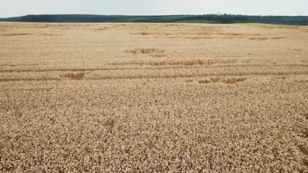 麦田农业。田里金黄的麦穗.麦田顶视图 — 图库视频影像