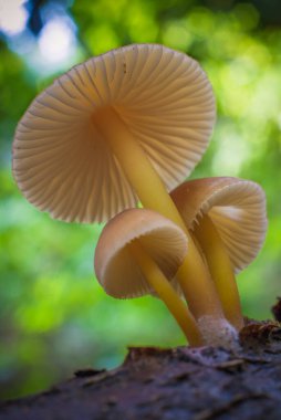 a Mushroom macro photography