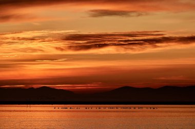 sunrise in the donana natural park with backlit flamingos