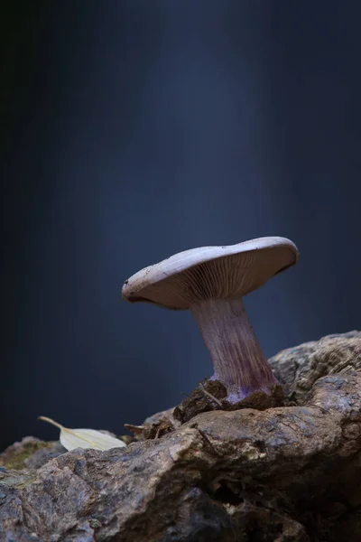 A蘑菇宏观摄影 — 图库照片