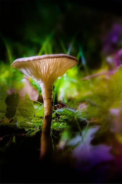 Mushroom Macro Photography — Stock Photo, Image