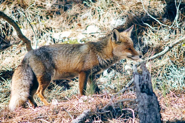 Wild Fox Cazorla — Foto Stock