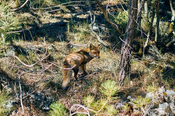 カゾラの野生のキツネは — ストック写真