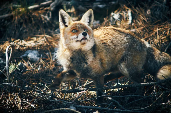 カゾラの野生のキツネは — ストック写真