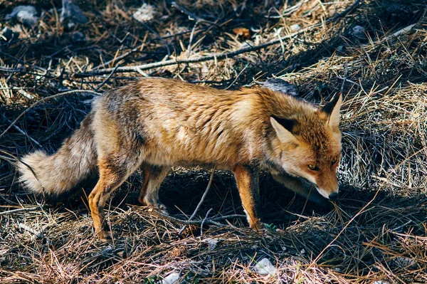 Wild Fox Cazorla — Φωτογραφία Αρχείου