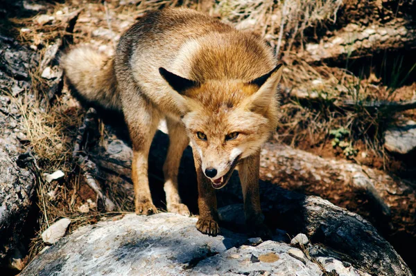 カゾラの野生のキツネは — ストック写真