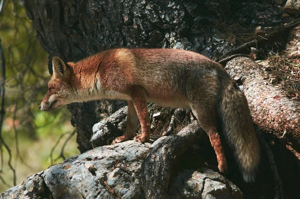 Wild Fox Cazorla — Stok fotoğraf