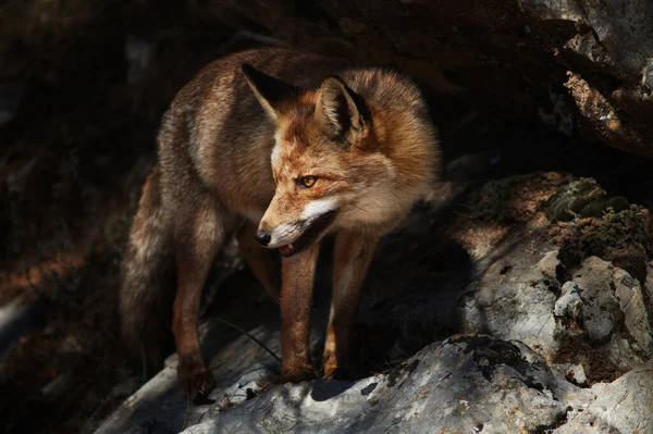 Wild Fox Cazorla — Stok fotoğraf