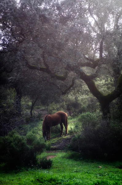 Horses Sunset Mediterranean Landscape — Photo