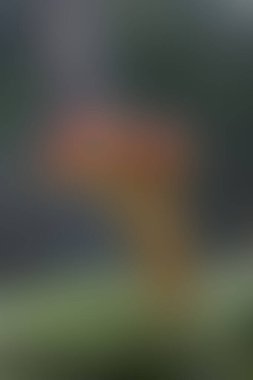 a neon color blur texture backdrop