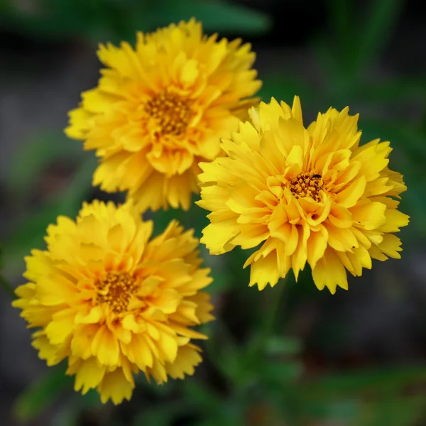 Közeli kép: a kémiai Japonica Pleniflora cserje — Stock Fotó