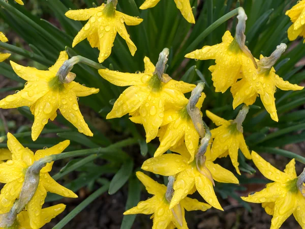 Daffodils após a chuva — Fotografia de Stock