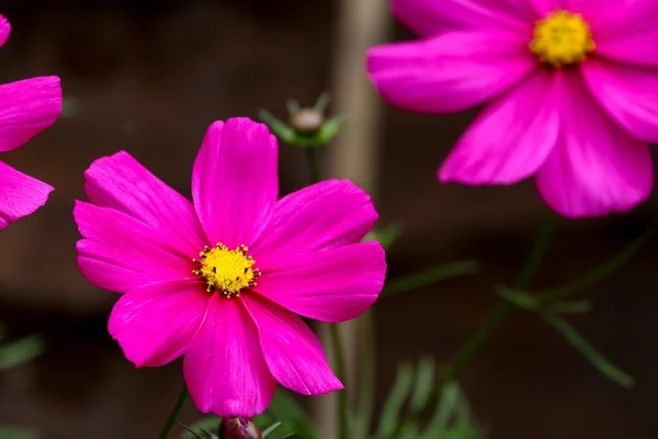 Vivid Cosmos Flower — Stock Photo, Image