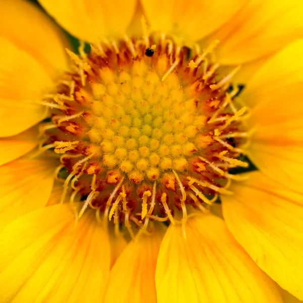 Close-up view of a Yellow Gazania flower — Stock Photo, Image