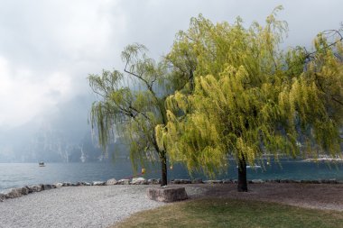 Bir Riva del Garda sahilinde Willow ağaçta