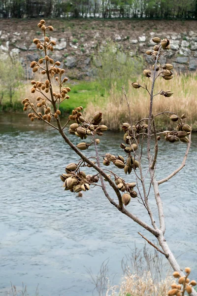 Strom plný sušených semen lusky podél řeky Sarca v Arco Trent — Stock fotografie