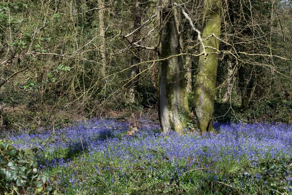 Eine Schneise der Blauglocken — Stockfoto