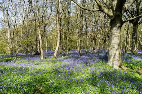 Blauglocken erhellen die Landschaft von Sussex — Stockfoto