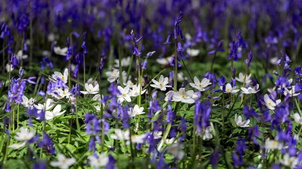 Bluebells iluminando a paisagem Sussex — Fotografia de Stock