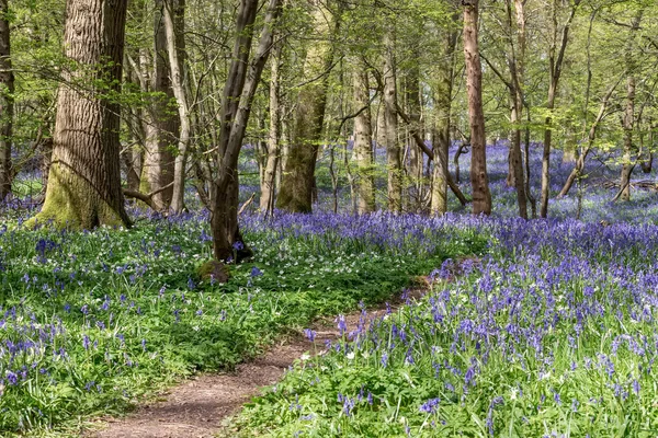 Bluebells Brightening up the Sussex Landscape — Stock Photo, Image