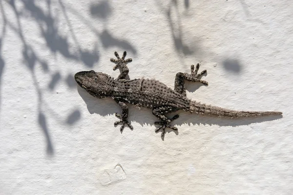 Gecko común europeo descansando en una pared en Cabo Pino España — Foto de Stock