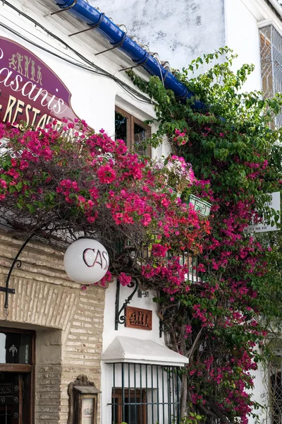 Marbella, andalucia / spanien - 23. Mai: bougainvillea wächst auf einem — Stockfoto