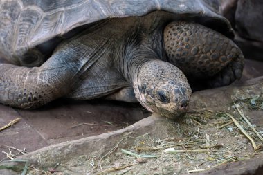 Bioparc Fuen yılında Galapagos dev kaplumbağa (Chelonoidis nigra)