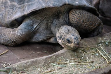 Galapagos Giant Tortoise (Chelonoidis nigra) in the Bioparc Fuen clipart
