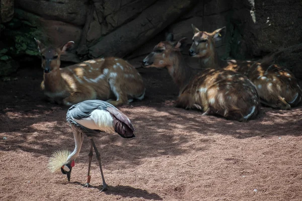 Guindaste coroado preto no Bioparc em Fuengirola — Fotografia de Stock