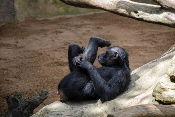 चिम्पांजी बायोपार्क फ्यूंगिरोला में आराम कर रहा है — स्टॉक फ़ोटो, इमेज