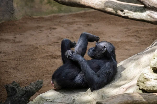 Schimpans vilar i Bioparc Fuengirola — Stockfoto