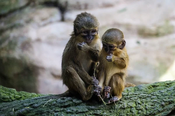 A Pair of Talapoin Monkeys (Miopithecus talapoin) in the Bioparc — Stock Photo, Image