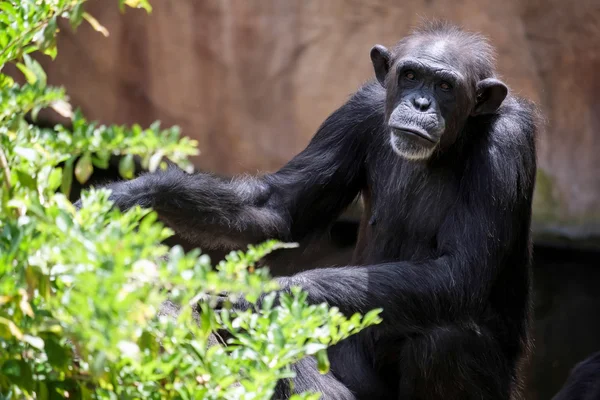 चिम्पांजी बायोपार्क फ्यूंगिरोला में आराम कर रहा है — स्टॉक फ़ोटो, इमेज