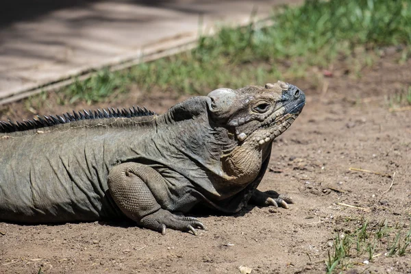 Rhinoceros Iguana (Cyclura cornuta) in the Bioparc Fuengirola — Stock Photo, Image