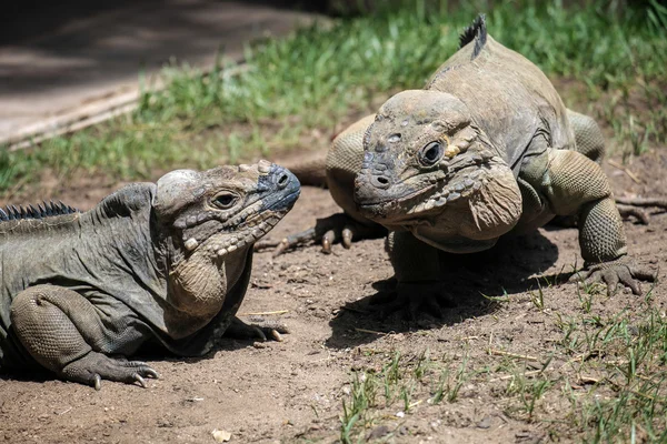 Ρινόκερος Iguana (Cyclura cornuta) με την άγρια Fuengirola — Φωτογραφία Αρχείου