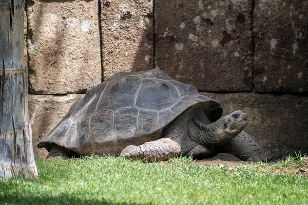 Galapagos-Riesenschildkröte (chelonoidis nigra) im Bioparc fuen — Stockfoto