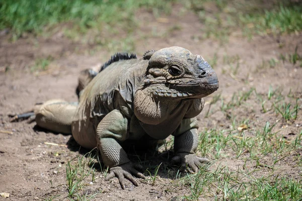 Rhinoceros Iguana (Cyclura cornuta) in the Bioparc Fuengirola — Stock Photo, Image