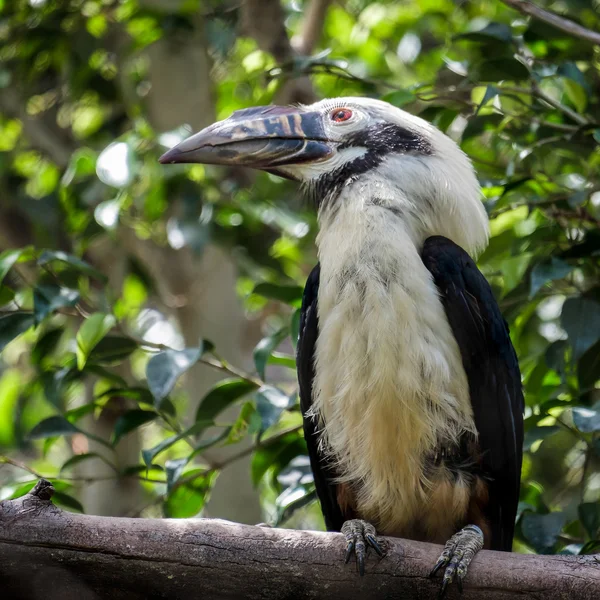 Hornbill Visayan (Penelopides panini) no Bioparc em Fuengiro — Fotografia de Stock