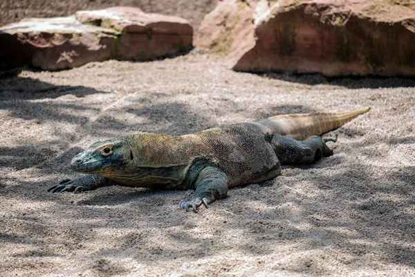 Komodo Dragon (Varanus komodoensis) en el Bioparc de Fuengirola — Foto de Stock