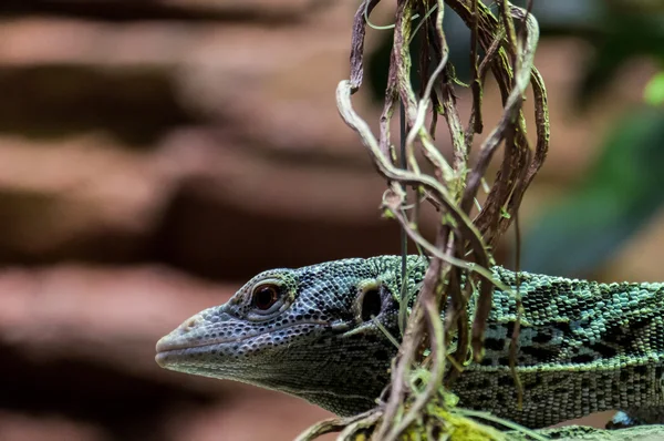 Monitor de Árboles Esmeralda (Varanus prasinus) en el Bioparc Fuengirol — Foto de Stock