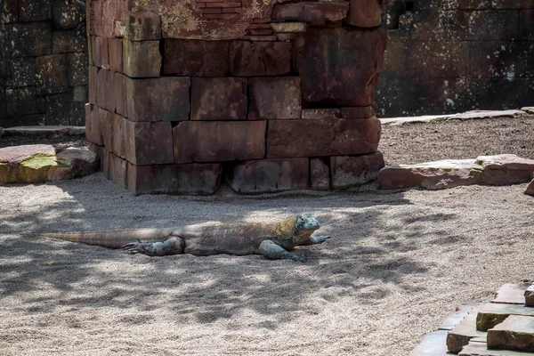 Komodovaraan (Varanus komodoensis) op het Bioparc in Fuengirola — Stockfoto