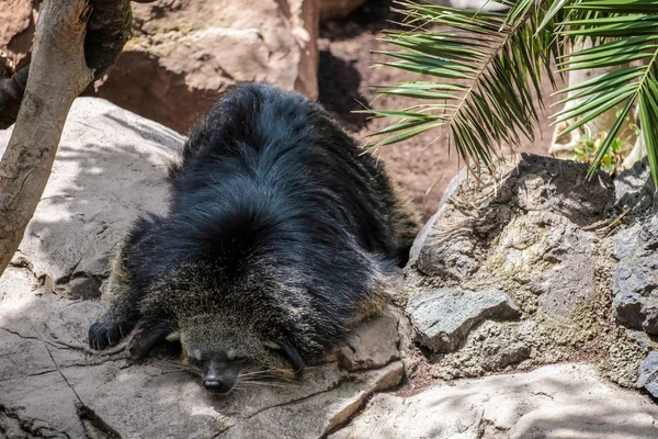 Binturong (Arctictis binturong) tertidur di Bioparc, Fuengir — Stok Foto